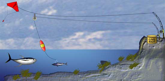 Kite Fishing: Everything You Need to Know – Tigress Outriggers