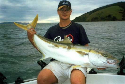 Live Kingfish