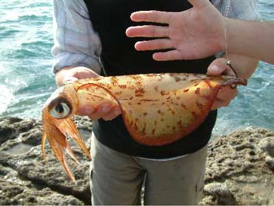 kingfish Live Bait