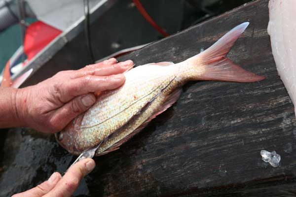 filleting a fish Photo 2