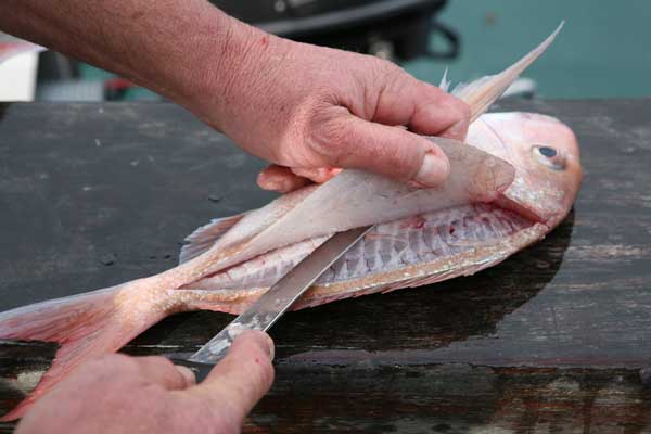 Cleaning Fish - How To Fillet Fish - Big Photo Spread Part One