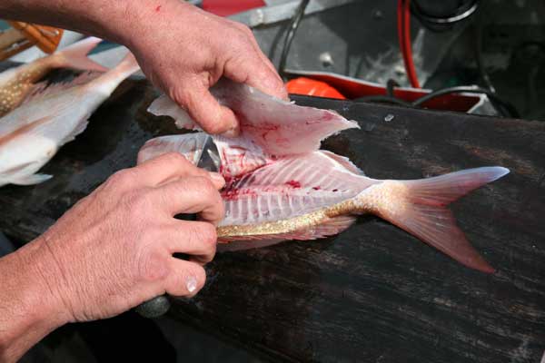 Filleting Saltwater Fish Picture