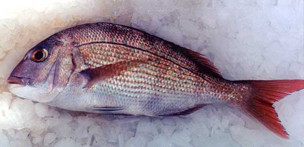 Cleaning Fish Photo