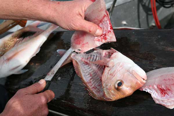 How to fillet fish Pic2