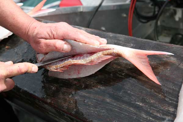 How to Filet a Fish Pic