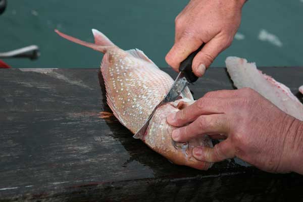 Cleaning Fish - How To Fillet Fish - Big Photo Spread Part One