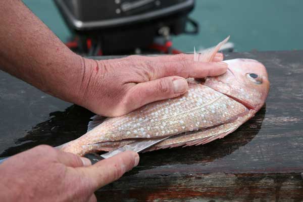 Cleaning Fish - How To Fillet Fish - Big Photo Spread Part One