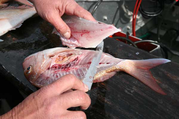How To Fillet a Fish Properly Photo