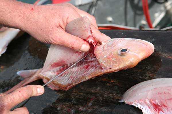 Fillet Fish Easily Pic