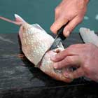 Filleting Fish