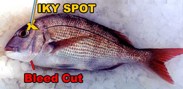 Cleaning Fish Tool Photo
