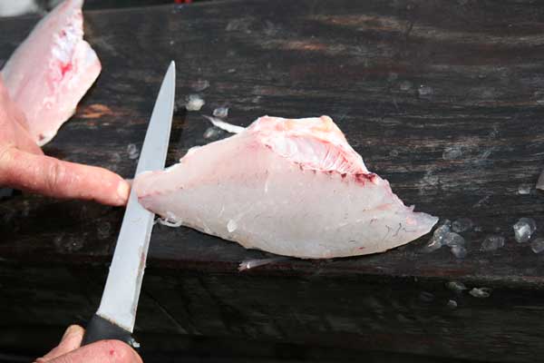 Fish Skin Pic