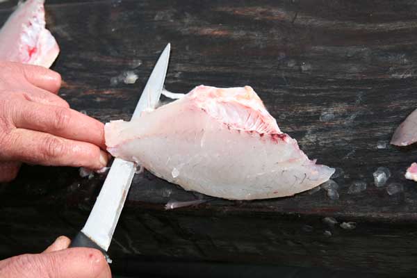 Fish Skins Photo