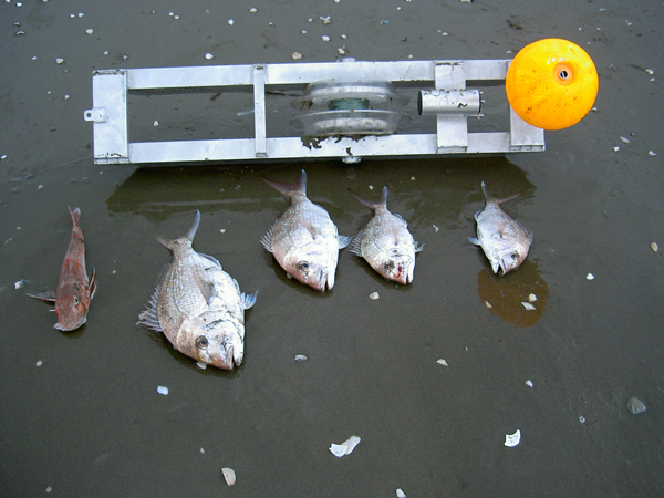 ShoreThing kontiki fishing catch at Muriwai Beach