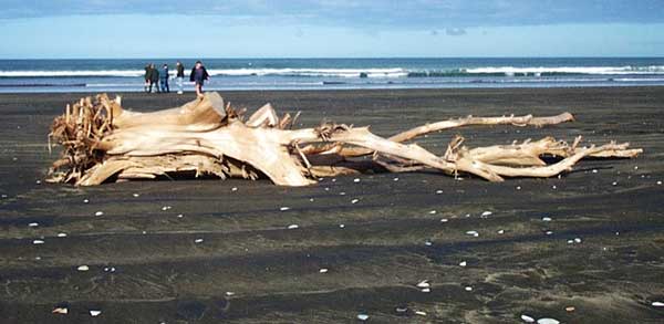 Driftwood on Muriwai Beach