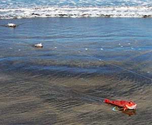Beach Fishing for Snapper and Gurnard 