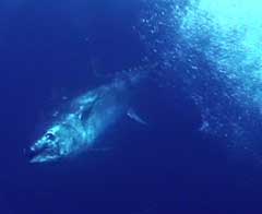 bluefin underwater