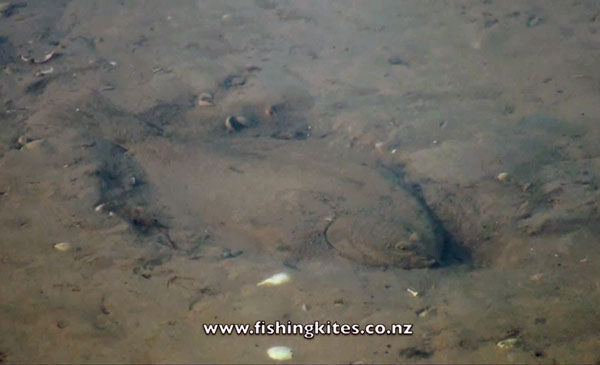 flounder gigging in the daytime