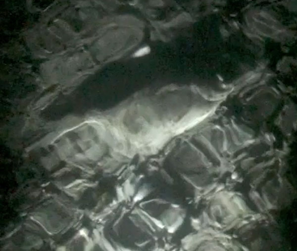 flounder in the spotlight