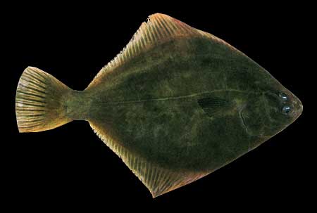 Floundering Lights