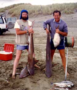 school sharks