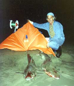 sand shark