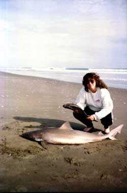 shark pictures