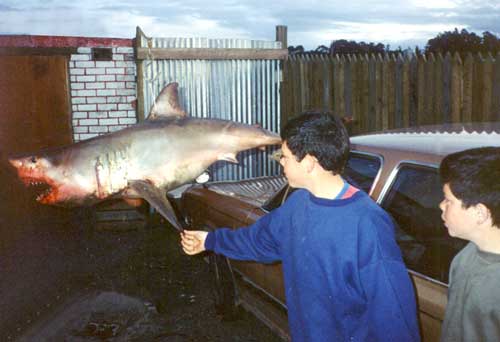 Great white shark