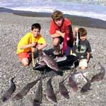 sharks