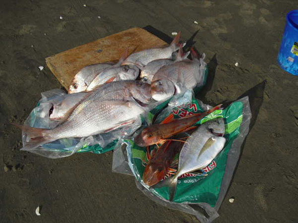 big kite fishing catch at muriwai beach