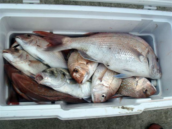 Bin of snapper caught in the Kaipara harbour