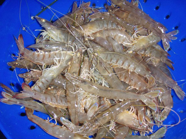Prawn catch taken with prawn powerful LED spotlight and net