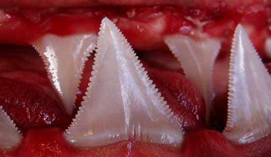 Great white sharks teeth picture 3