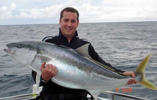 Big Kingfish
