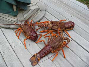crayfish picture