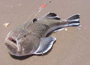 monkfish picture