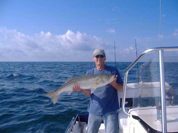 striper bass caught fishing at Cape Cod Bay Massachusetts