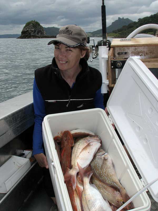 Bin Full of Fish caught at Bream Bay on a longline