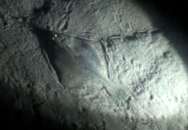 flounder caught in gigging light