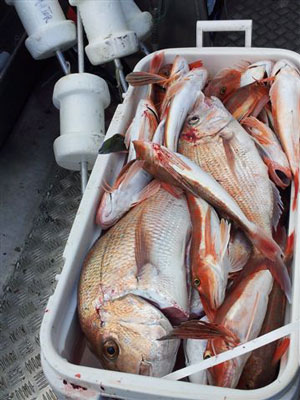 longline fishing wanganui bar