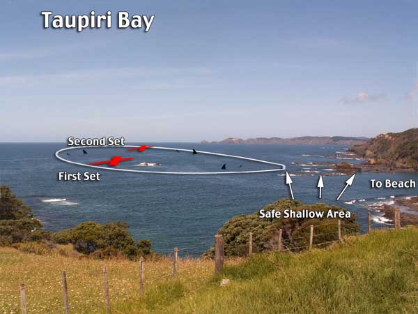 shark pictures of attack area