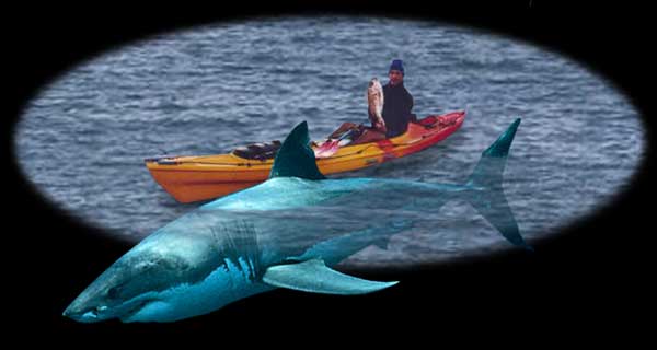 Shark Pictures - Great White Shark Attacks Kayak Fisherman